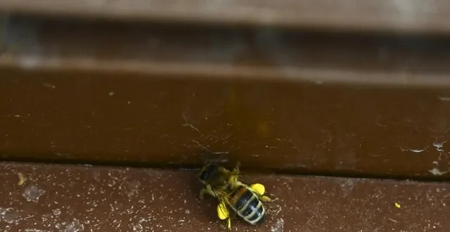 photo  découvrez le monde fascinant des abeilles.  &copy;  archives le maine libre – denis lambert 
