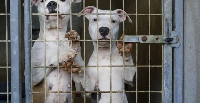 photo  les molosses ont été saisis. le maire demande qu’ils soient euthanasiés.  &copy;  archives le maine libre – denis lambert 