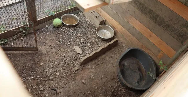 photo  une enquête a été ouverte contre un éleveur de chiens de l’orne après le dépôt de plainte de plusieurs associations de protection animale.  &copy;  ouest-france 