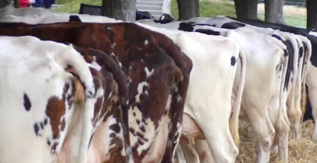 photo  les bovins se retrouveront au comice, demain.  &copy;  ouest-france 