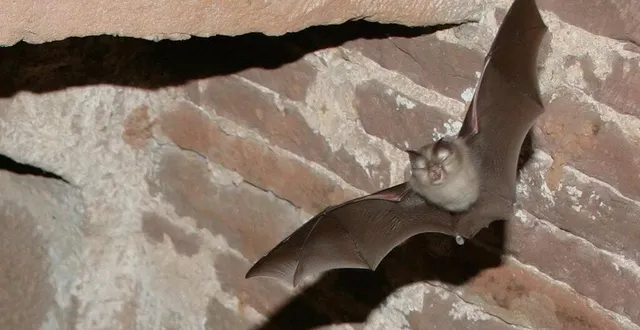 photo  à la découverte des chauves-souris.  &copy;  parc naturel régional normandie maine 