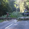 photo  de part et d’autres du réseau routier des arbres dépérissant sont abattus. 