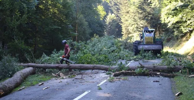 photo  de part et d’autres du réseau routier des arbres dépérissant sont abattus.  &copy;  ouest-france 