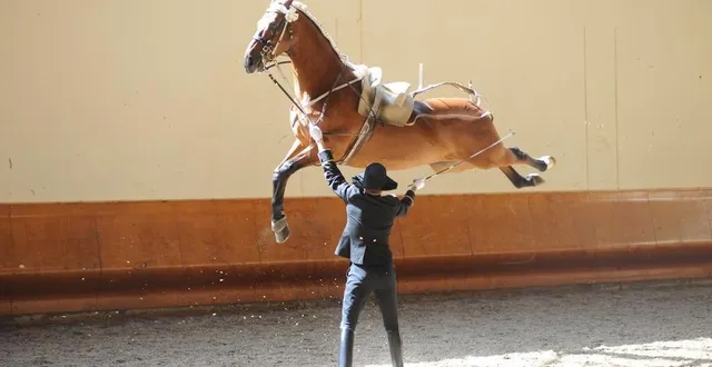 photo  les visiteurs peuvent assister à l’apprentissage d’un jeune cheval lors d’une visite interactive.  &copy;  alain laurioux – cadre noir 
