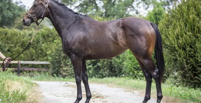 photo  promicea, pouliche de 2 ans du haras de la beauvoisinière (échauffour), un des 115 chevaux proposés aux enchères.  &copy;  dr 