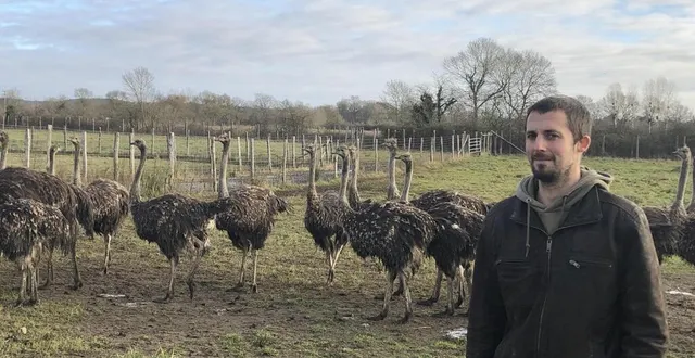 photo  mickaël leveque est éleveur d’autruches à aubigné-racan (sarthe).  &copy;  archives ouest-france 
