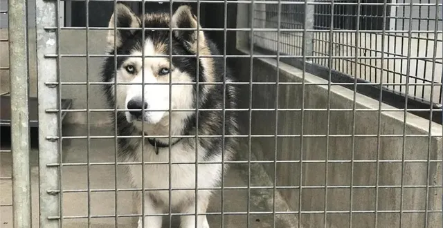 photo  le chien de race husky a été placé à la fourrière, après avoir tué sept moutons chez un éleveur à val-au-perche (orne, photo d’illustration).  &copy;  archives ouest-france 