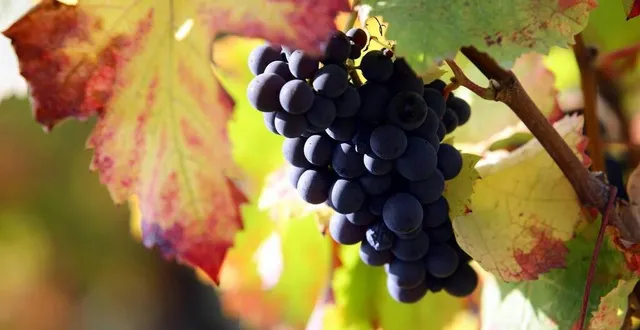 photo  cette année, les vendanges, qui vont commencer très tôt, s’annoncent bonnes.  &copy;  archives le maine-libre hervé petitbon 