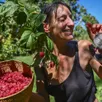 photo  villaines-sous-lucé, mercredi 24 août 2022. géraldine cany amoureuse de la nature et des framboises, la reine des fruits rouges. 