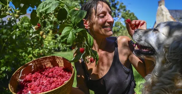 photo  villaines-sous-lucé, mercredi 24 août 2022. géraldine cany amoureuse de la nature et des framboises, la reine des fruits rouges.  &copy;  le maine libre – denis lambert 