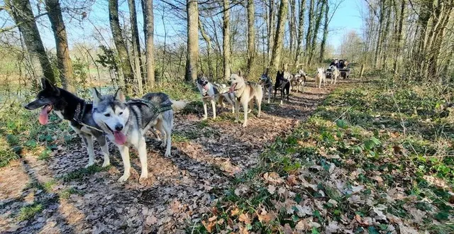 photo  cani-rando et cani-kart dans la forêt de la petite charnie, en sarthe.  &copy;  benjamin thomelin 