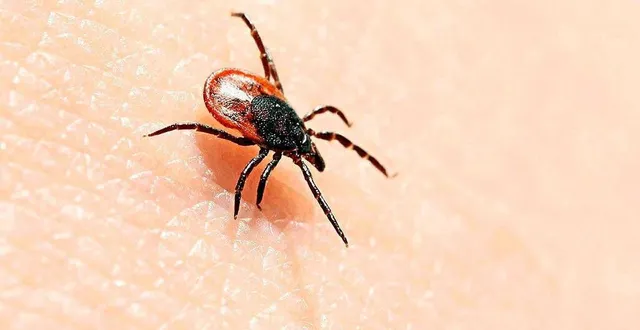 photo  un programme de recherche sur les tiques est mené dans l'orne (photo d'illustration).  &copy;  fotolia 