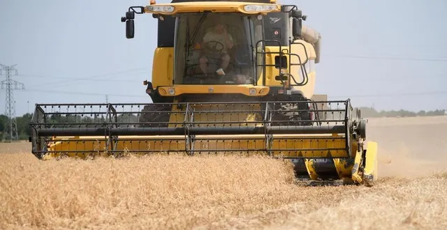 photo  les rendements de blé et d’orge, et donc la production, ont baissé en moyenne de 20 % en deux-sèvres.  &copy;  co – marie delage 