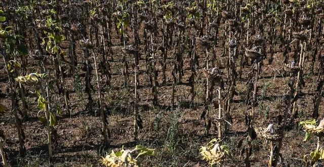photo  la sécheresse ne s’améliore pas en sarthe, malgré les dernières pluies d’orage.  &copy;  archives le maine libre denis lambert 