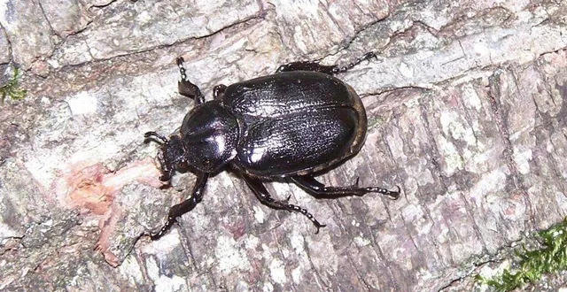 photo  le pique-prune a déjà retardé la construction d’un tronçon d’autoroute de six ans.  &copy;  archives corbin pascal 