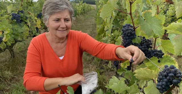 photo  ?l’œnologue-conseil, sandrine pairel, travaille pour le groupement de développement viticole de la sarthe (gdvs). elle se réjouit de l’état sanitaire des vignes.  &copy;  ouest-france 