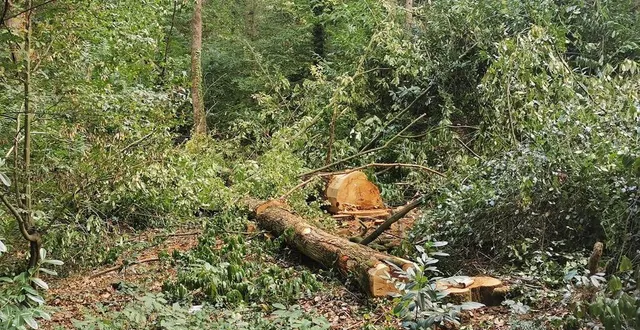photo  depuis le 20 août 2022, plusieurs arbres sont abattus par l’entreprise exploitante les scieries du maine, dans le bois de mollière, à beaucouzé (maine-et-loire). une opération forestière qui suscite l’inquiétude des riverains, bien qu’elle soit légale et nécessaire selon le centre régional de la propriété forestière.  &copy;  ouest-france 
