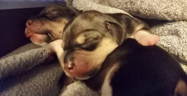 photo  les deux chiots sauvés alors qu’ils avaient été jetés dans une poubelle à saint-ellier-les-bois vont mieux.  &copy;  dr 