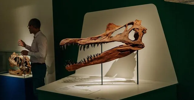 photo  l’exposition « géants » sera présentée au grand public et aux scolaires.  &copy;  le maine libre – adèle jamonneau 