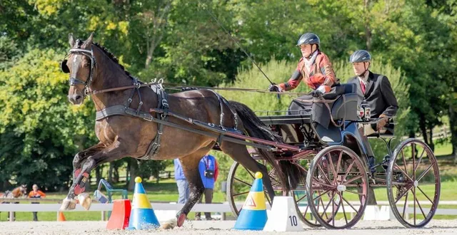 photo  victoire de la hollandaise saskia siebers au mondial d’attelage.  &copy;  mélanie guillamot 