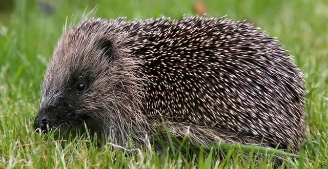 photo  les hérissons sont menacés d’extinction.  &copy;  archives russell cheyne, reuters 