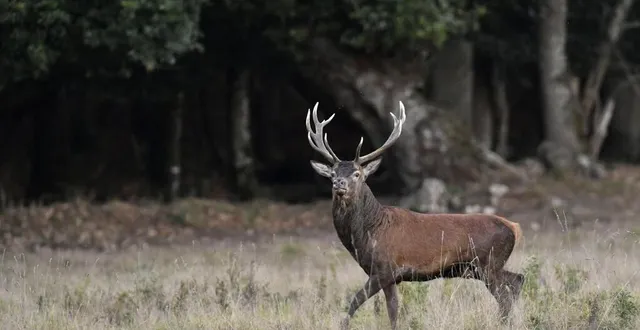 photo  une enquête a été ouverte à la brigade de gendarmerie de mortagne-au-perche.  &copy;  illustration ouest-france 