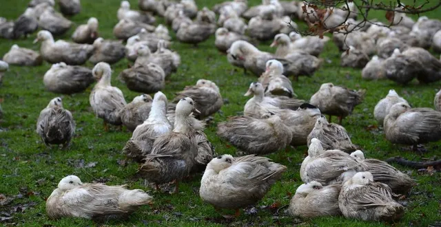 photo  hautement pathogène, l’influenza aviaire nécessite l’abattage des oiseaux et de volailles quand elle est détectée dans un foyer.  &copy;  photo archives le courrier de l’ouest – josselin clair 