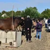 photo  les chevaux ont toujours la cote auprès du public. 