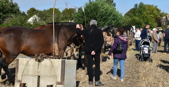 photo  les chevaux ont toujours la cote auprès du public.  &copy;  le maine libre 