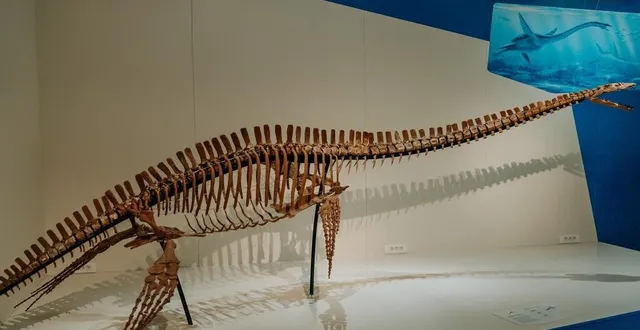 photo  l’élasmosaure est la pièce maîtresse du musée. le spécimen est unique au monde.  &copy;  le maine libre – adèle jamonneau 