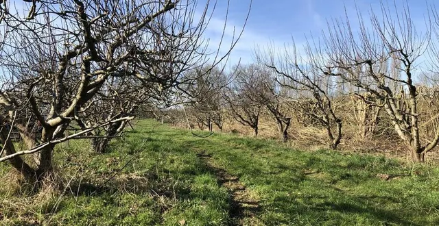 photo  faute de fruits, il n’y a aura pas d’événement asnières-sur-pommes en 2022.  &copy;  ouest-france 