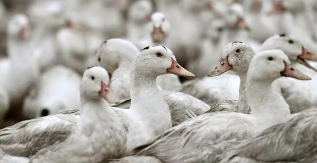 photo  quelque 4 500 cannes reproductrices ont été abattues au tremblay après la découverte d’un nouveau foyer de grippe aviaire (photo d’illustration).  &copy;  archives / afp 