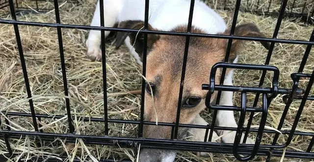 photo  une septuagénaire récidiviste est rejugée devant la cour d’appel de caen pour maltraitance animale (photo d’illustration).  &copy;  archives ouest-france 
