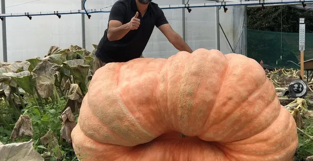 photo  spay, mercredi 28 septembre 2022. pour arriver à ce résultat, medhi daho n’utilise que des produits naturels.  &copy;  le maine libre 