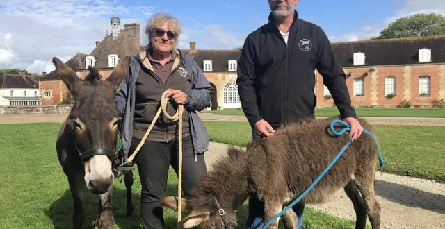 photo  sylvie cheyrezy et samuel gloria, du centre de valorisation, attendent les résultats pour connaître les ânes normands qui seront achetés.  &copy;  ouest-france 