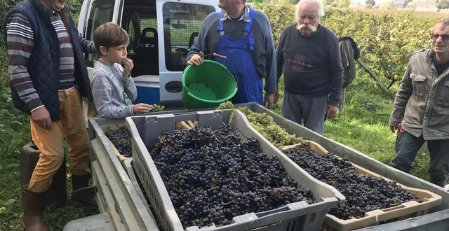 photo  jean-claude bourdon, ses trois petits-fils et une dizaine d’amis ont récolté environ 300 kg, ce samedi 1er et octobre 2022 à cerisy-belle-étoile, dans l’orne  &copy;  ouest-france 