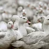 photo des canards dans un élevage des landes. photo d’illustration.