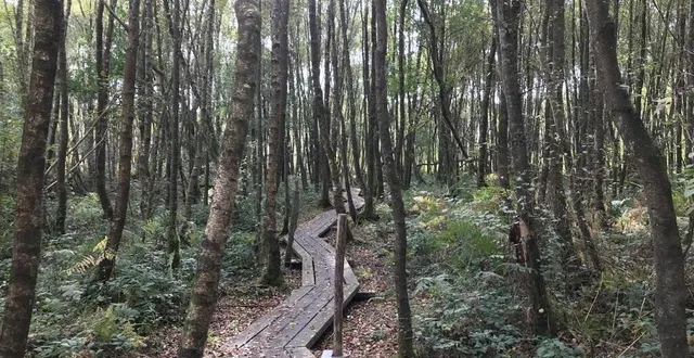 photo  de nombreuses passerelles en bois ont été installées tout au long de la boucle du marais du grand hazé, à briouze (orne) pour permettre à tous les publics de s’y promener.  &copy;  ouest-france 