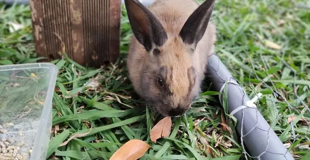 photo  la famille de julie a adopté récemment un petit lapin, noisette.  &copy;  photo collection personnelle 