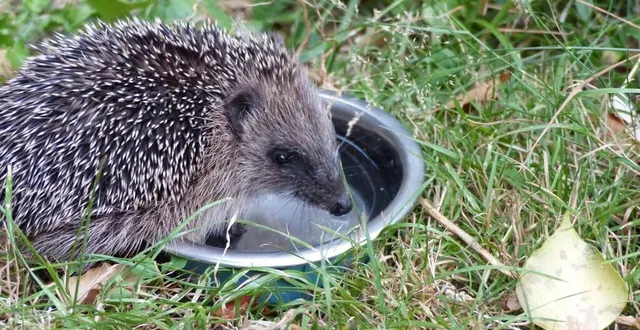 photo  le hérisson d’europe est très présent dans la forêt de perseigne.  &copy;  pnr 