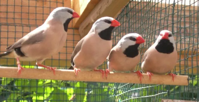 photo  les oiseaux seront visibles à l’audonienne.  &copy;  aaop 72 