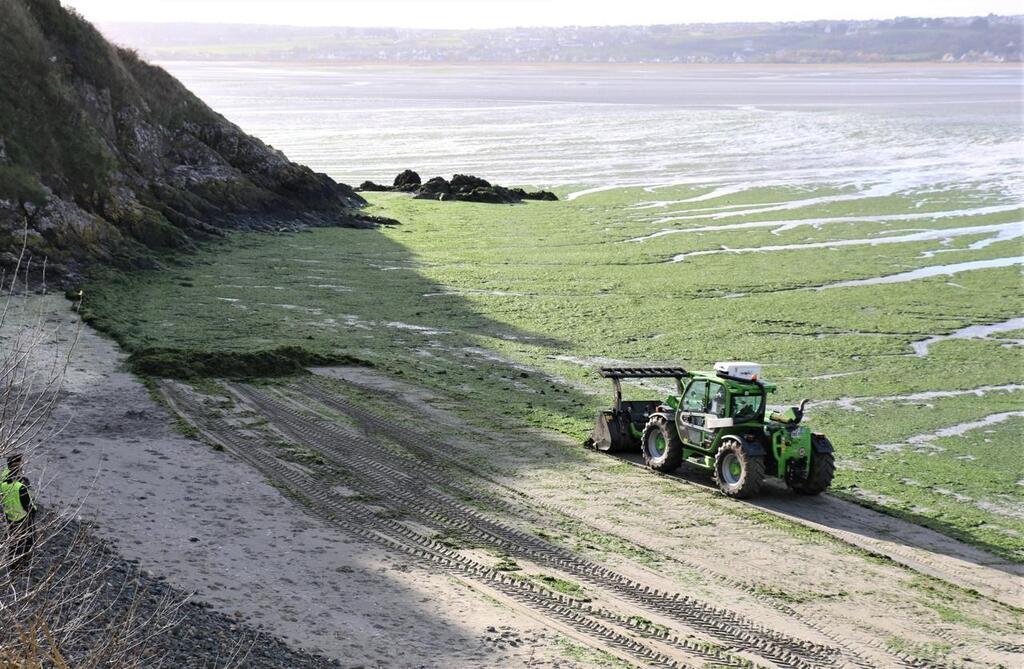 Algues vertes : l'agriculture bretonne saura-t-elle (ré)concilier élevage  et environnement ? - Options