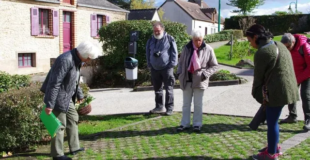 photo  observation des plantes qui poussent entre les pierres...  &copy;  le maine libre 
