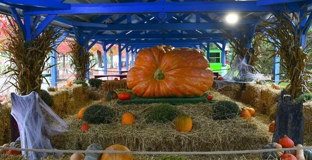 photo  yvré-l’évêque, jeudi 13 octobre 2022. papéa parc s’est grimé aux couleurs d’halloween pour la période de la toussait qui se profile. ici, la citrouille géante de mehdi daho.  &copy;  le maine libre – yvon loué 