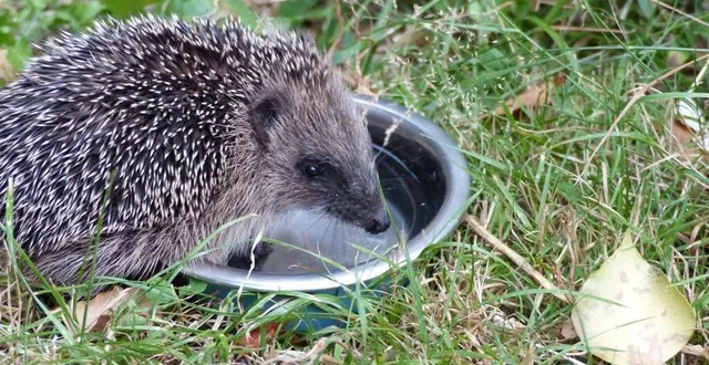 photo  observer l’hérisson d’europe.  &copy;  parc normandie-maine 