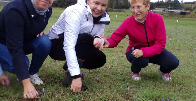 photo  stella macedo (au centre) explique le processus de cueillette de la fleur de safran.  &copy;  le maine libre 