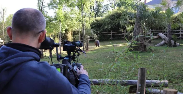 photo  le tournage de l’émission « une saison au zoo » version youtube a démarré en mai 2022, à la flèche. le parc animalier a décidé de ne pas reconduire le programme.  &copy;  archives ouest-france 