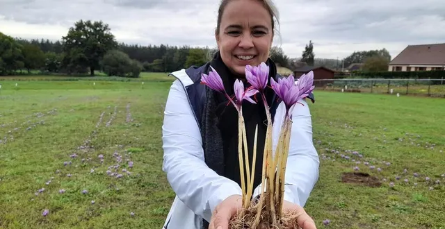 photo  la récolte de safran a été exceptionnelle, cette année, à yvré-l’evêque : en plantant 10 000 bulbes, stela macedo a déjà ramassé plus de 50 000 fleurs.  &copy;  ouest-france 