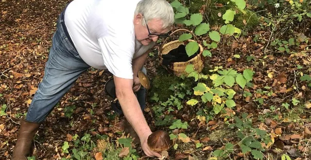 photo  ancinnes, mercredi 19 octobre 2022. jean-claude, de gesnes-le-gandelin, apprécie ces balades en forêt mais ne cueille que les champignons qu’il connaît.  &copy;  le maine libre 
