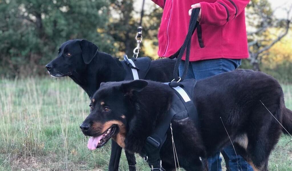 Collier ou harnais – qu'est-ce qui convient le mieux à votre chien ? -  Omlet Blog France